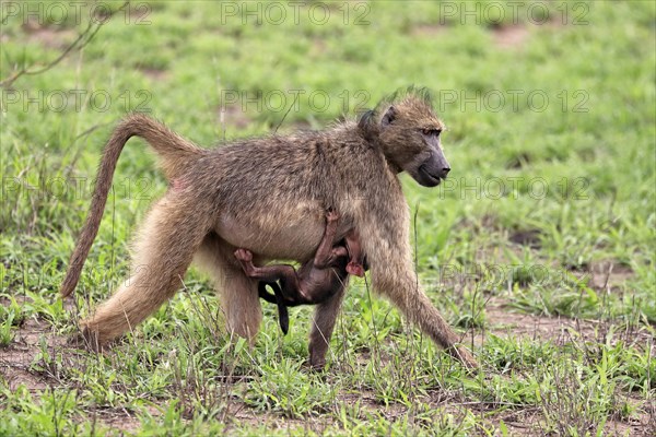 Bear baboon