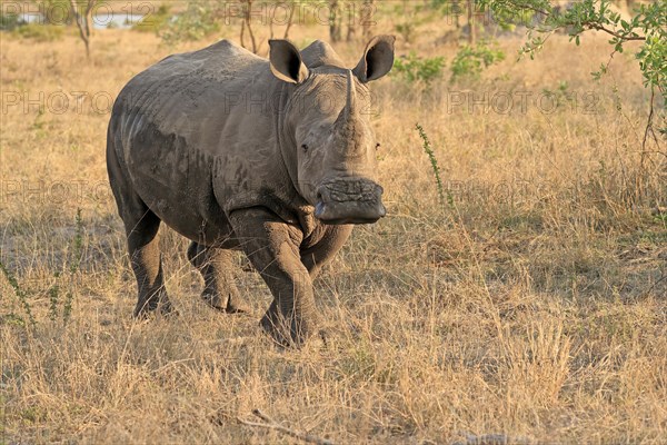 White rhinoceros