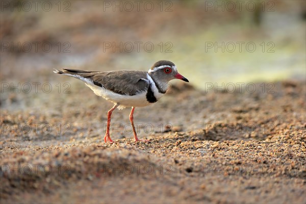 Three-banded plover