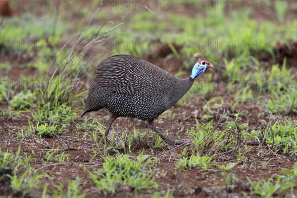 Helmeted Guineafowl