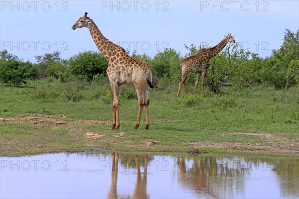 Southern giraffe