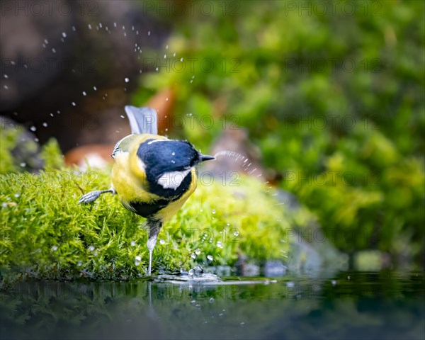 Great tit