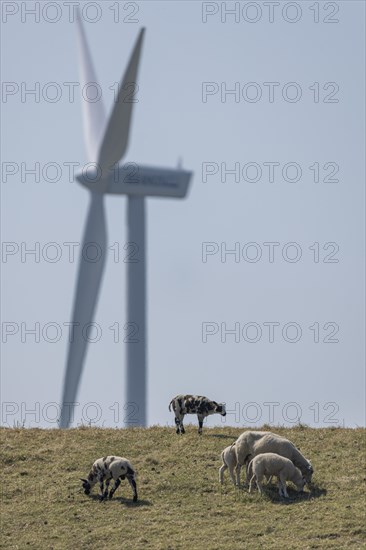 Sheep standing on a dike by the sea in front of a wind turbine for wind energy