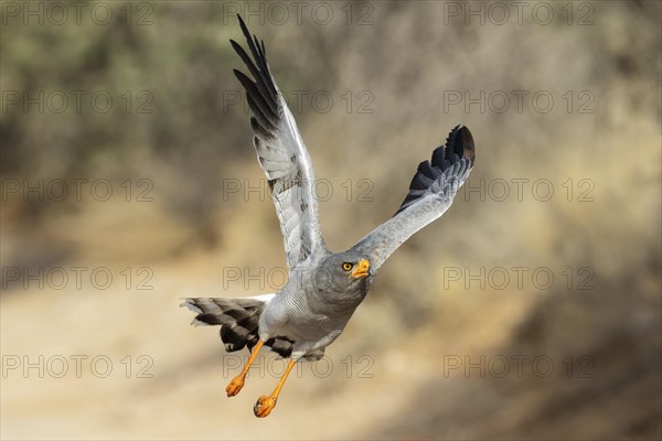 Pale-chanting Goshawk