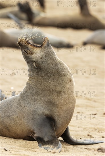 Cape Fur Seal