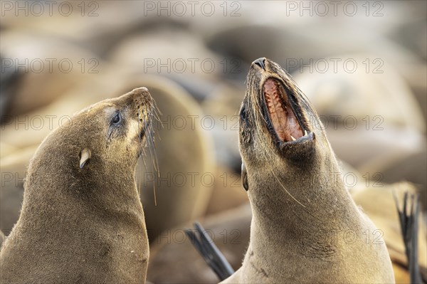 Cape Fur Seal