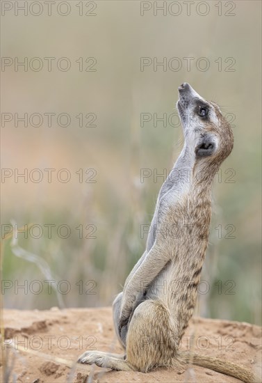 Suricate