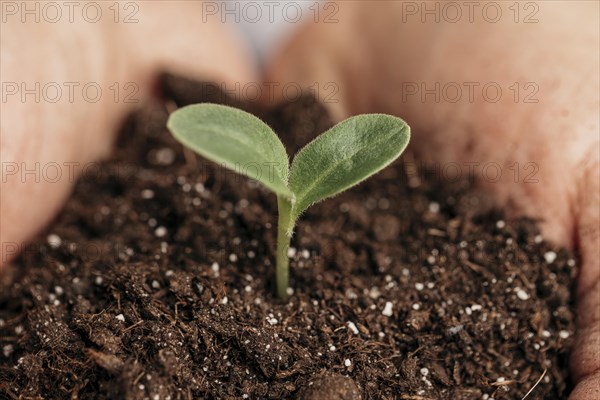 Close up male hands holding soil plant