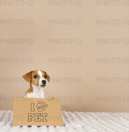 Cute beagle wearing banner