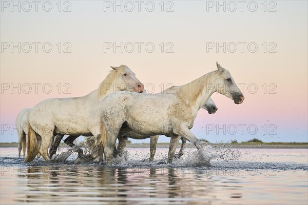 Camargue horses walking through the water at sunrise