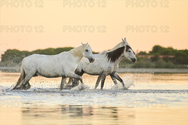 Camargue horses walking through the water at sunrise