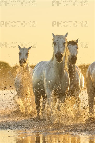 Camargue horses running through the water at sunrise