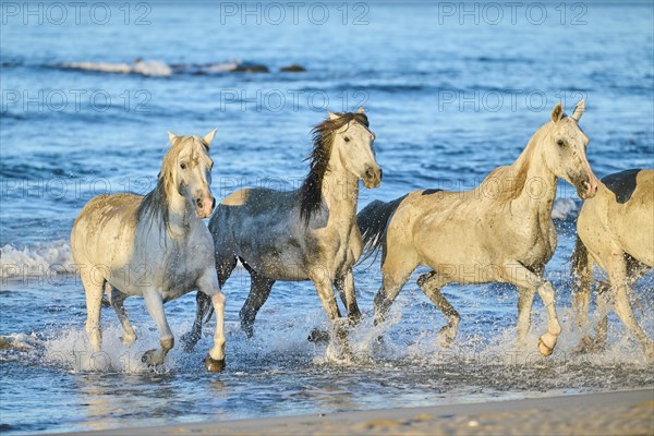 Camargue horses running out of the sea on a beach in morning light