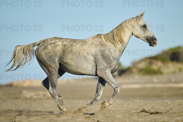 Camargue horse running on a beach in morning light
