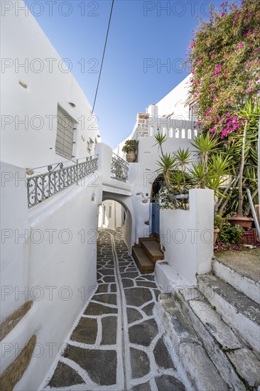 White Cycladic houses with bougainvillea