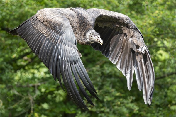 Andean condor