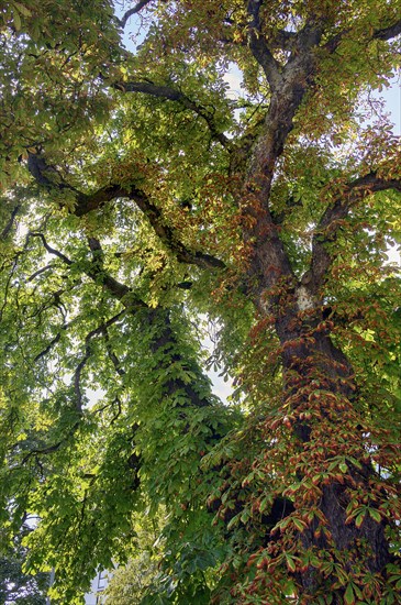 Diseased leaves on a horse chestnut