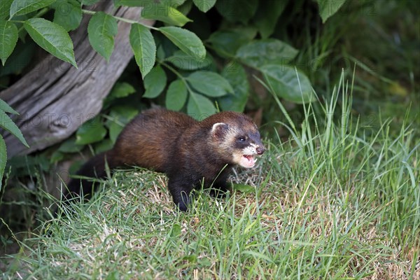 European polecat