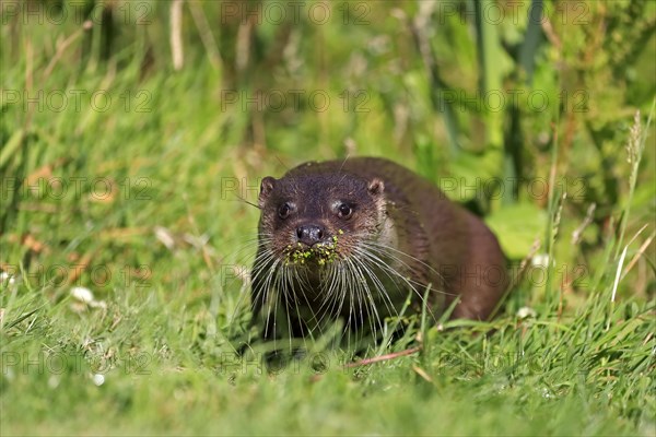 European otter