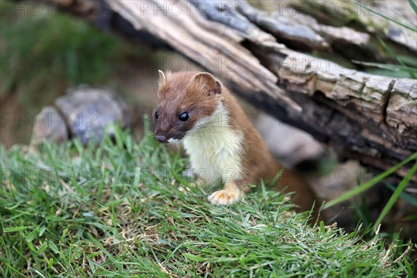 Ermine