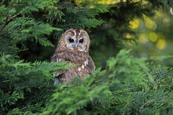 Tawny owl