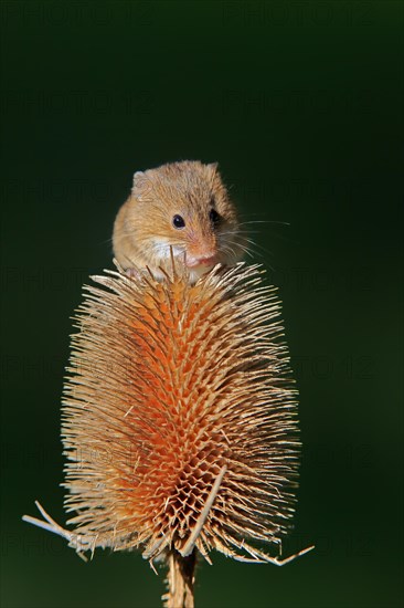 Eurasian harvest mouse