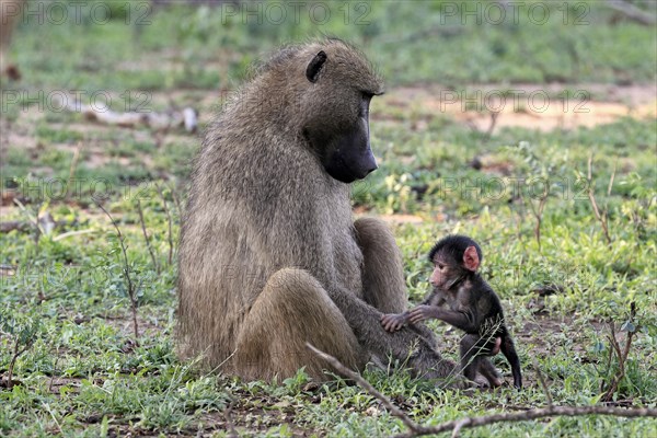 Bear baboon