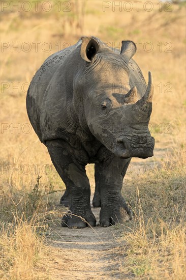 White rhinoceros