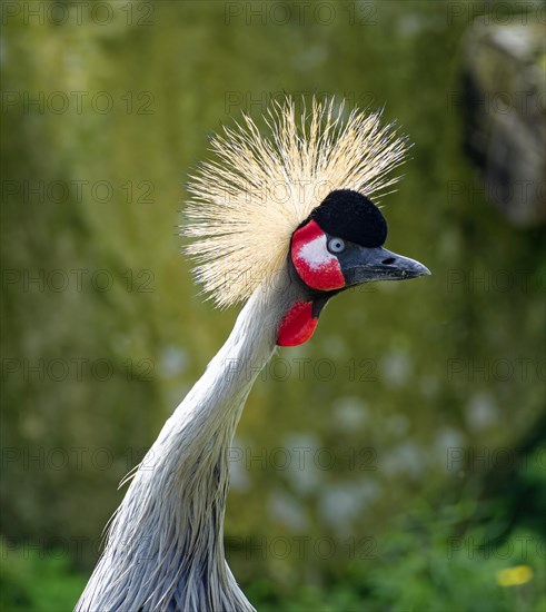 Black crowned crane