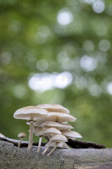 Beech slimy rhubarb