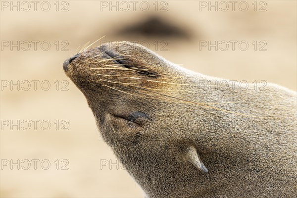 Cape Fur Seal