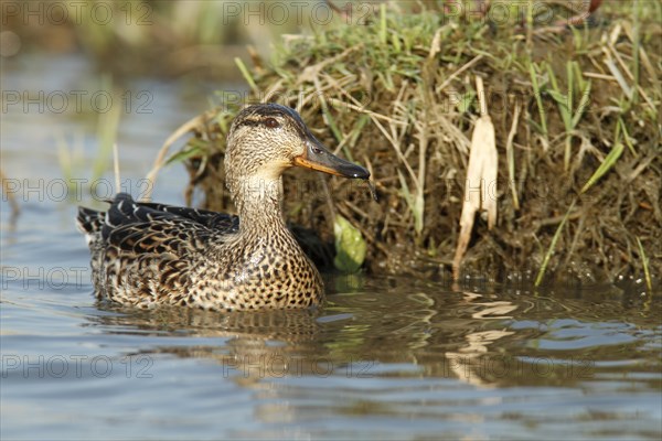 Eurasian teal