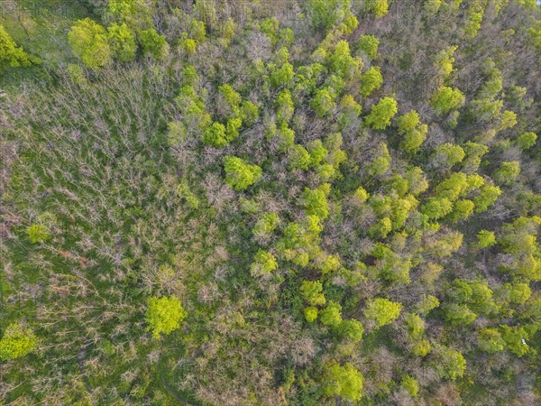 Drone shot forest
