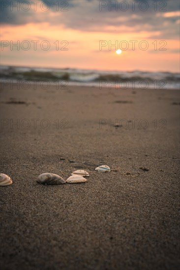 Shells on the beach at sunset