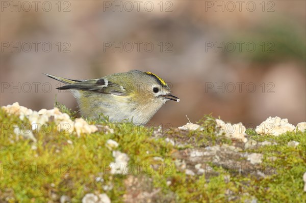 Winter Goldcrest