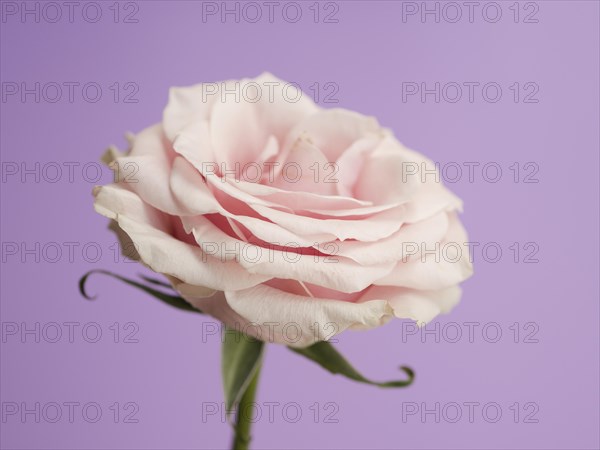 Delicate rose purple background