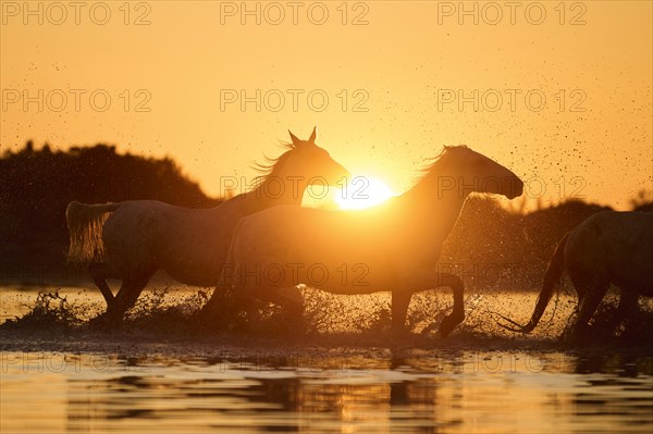 Camargue horses running through the water at sunrise