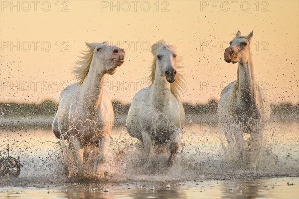 Camargue horses running through the water at sunrise