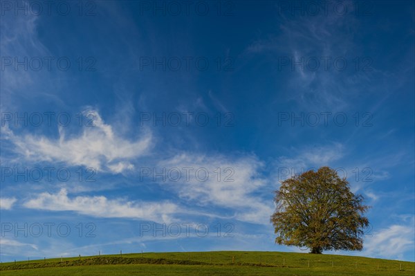 Common beech