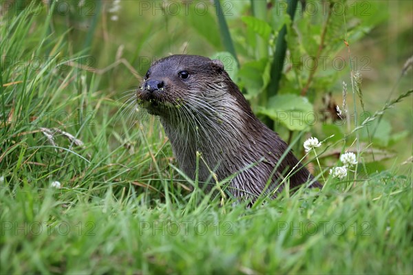 European otter