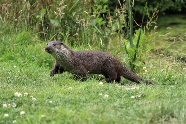 European otter