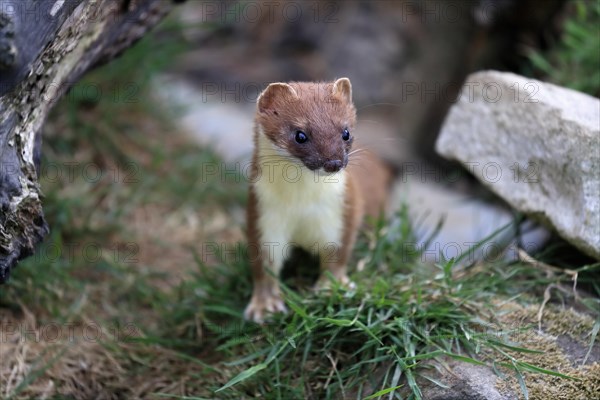 Ermine