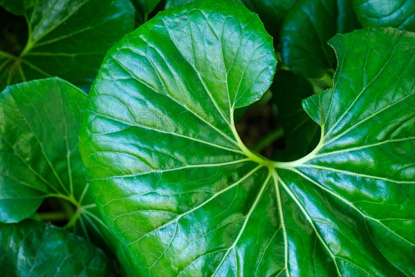 Leopard plant Farfugium japonicum Giganteum leaves top view close up texture