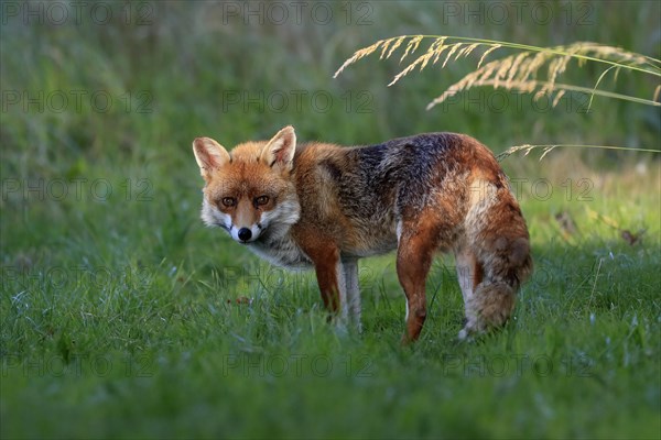 Red fox