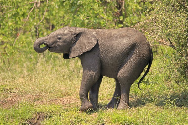 African elephant