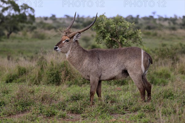 Ellipsen waterbuck