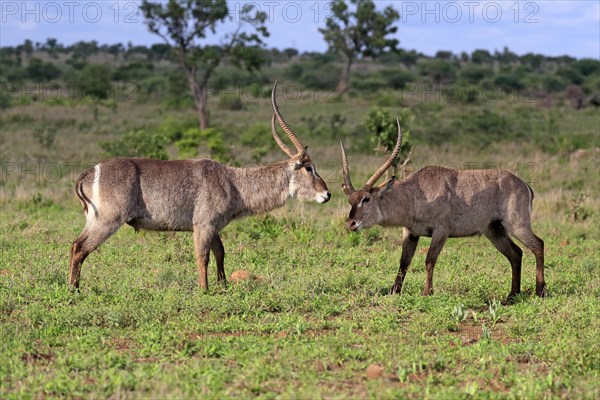 Ellipsen waterbuck