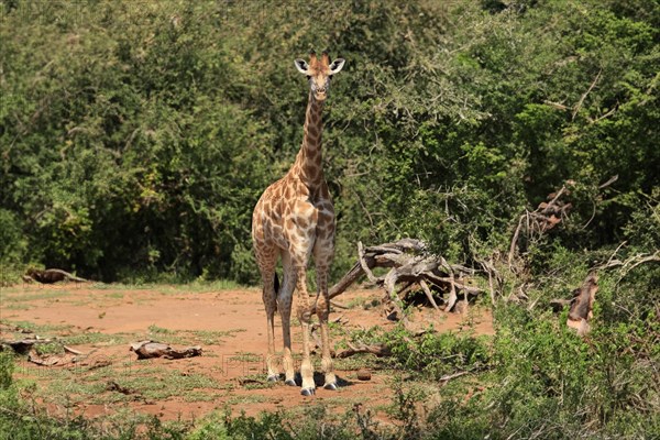 Southern giraffe