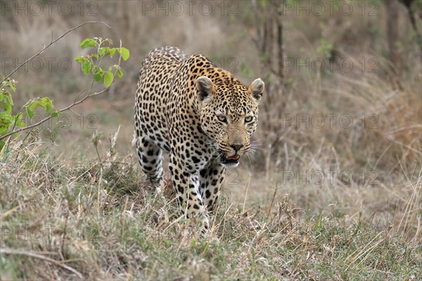 Leopard