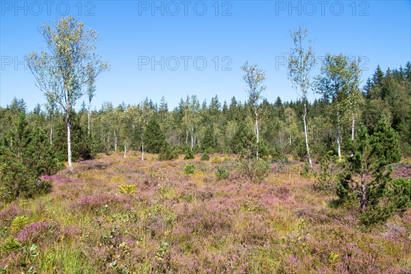 Murnauer moss